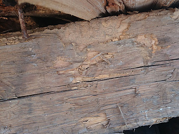 Stare drewno zainfekowane przez owady